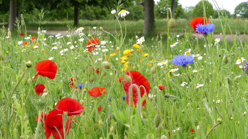 7 Spring Lawn Care Tips